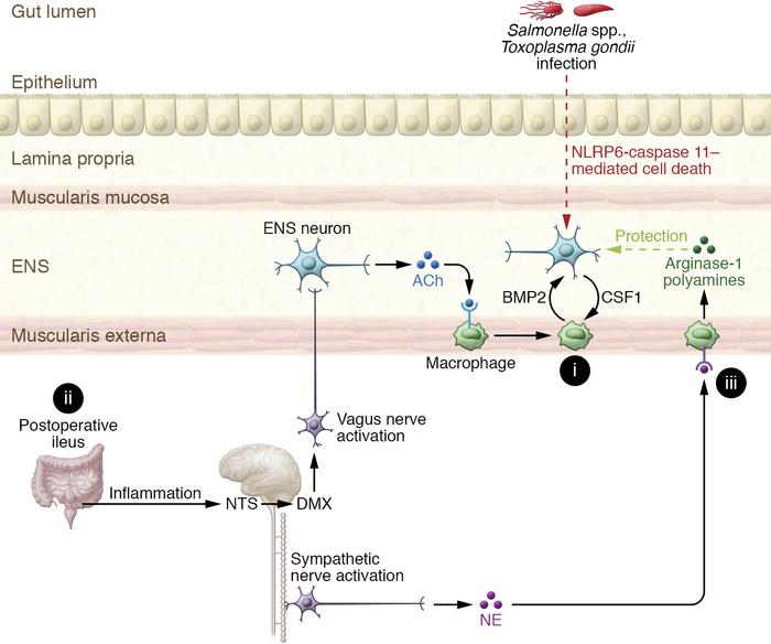 Interactions between macrophages, enteric neurons, and parasympathetic a...