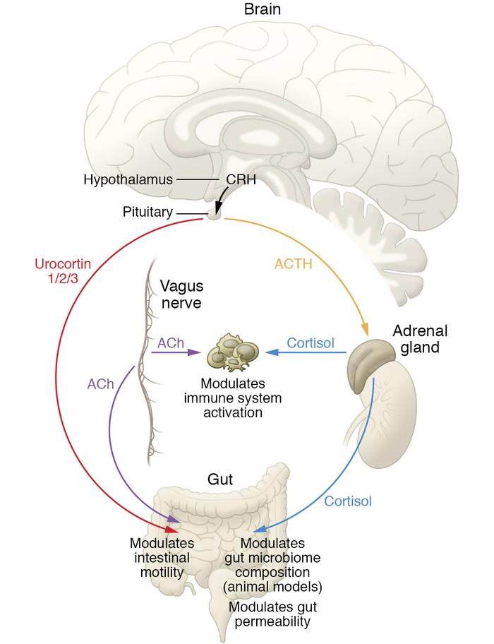 Gut-brain communications through the endocrine system and vagus nerve.
T...