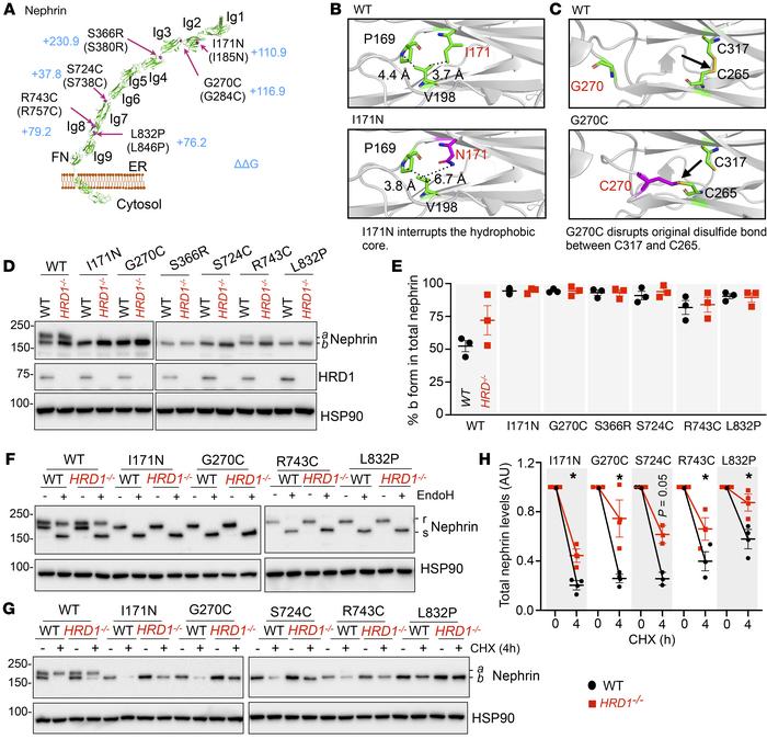Nephrin disease mutants are unstable, retained in the ER, and targeted f...