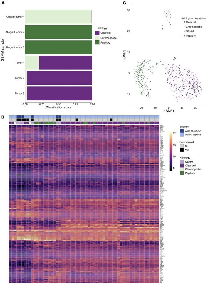Bioinformatic comparison of Lats mutant tumors and human RCC.
(A) Neural...