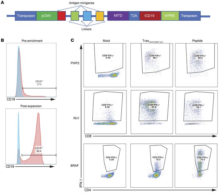 Human T cells present cancer-derived neoantigens.
(A) Schematic of piggy...