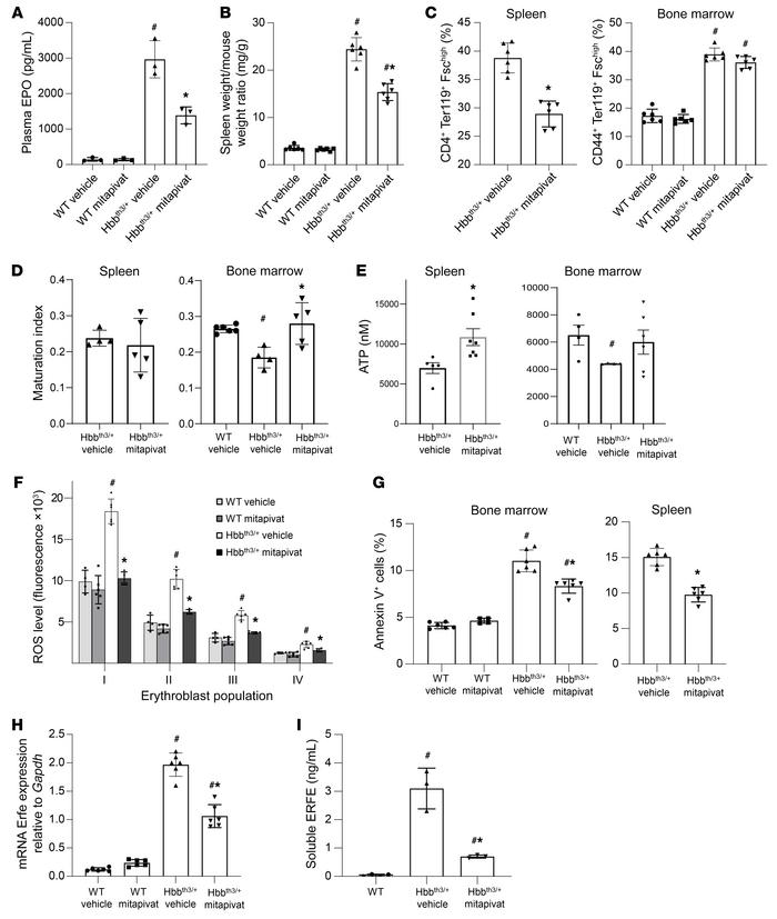 Mitapivat ameliorated ineffective erythropoiesis in Hbbth3/+ mice.
(A) P...