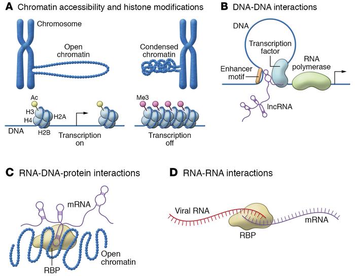 Cellular nucleic acid interactions.
Annotating the human epigenome has u...