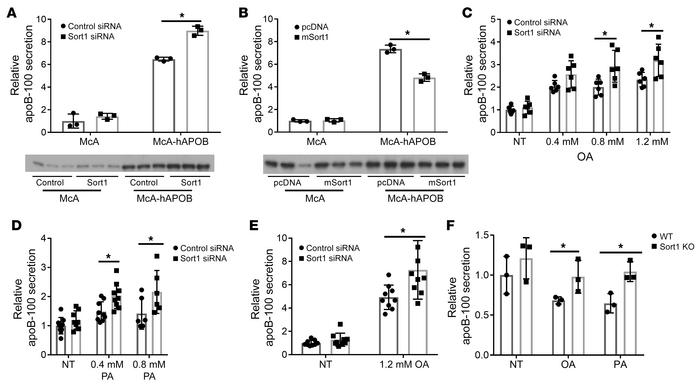In cells overexpressing human apoB or treated with fatty acids loss of s...
