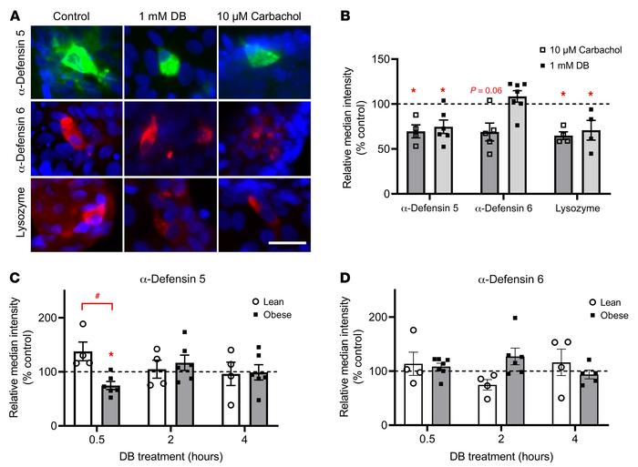 Quantitative analysis of the time-dependent effects of DB on protein exp...