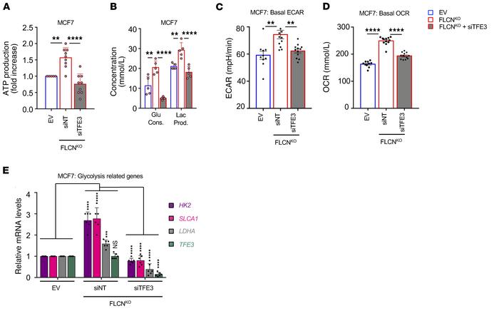 Loss of FLCN in MCF7 cells enhances cellular metabolism in a TFE3-depend...