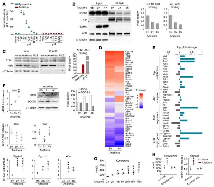 Anakinra activates a xenobiotic sensing pathway via IDO1.
(A) H1L1 cells...