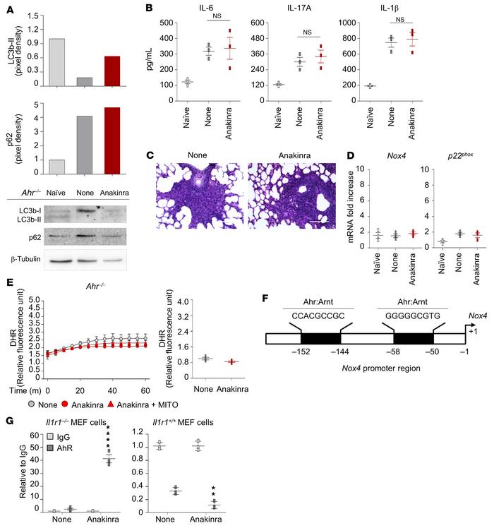 Anakinra promotes AhR transcriptional activity.
(A–C) AhR–/– mice were i...