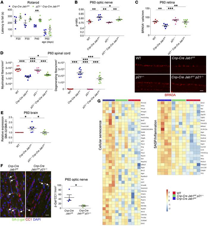 Deletion of p21CIP1 ameliorates the phenotype in Jab1-mutant mice.
(A) R...