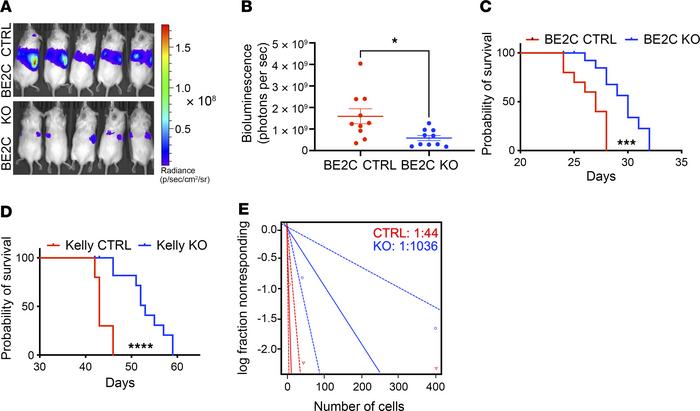 LIN28B mediates features of aggressive disease in a MYCN-driven model sy...