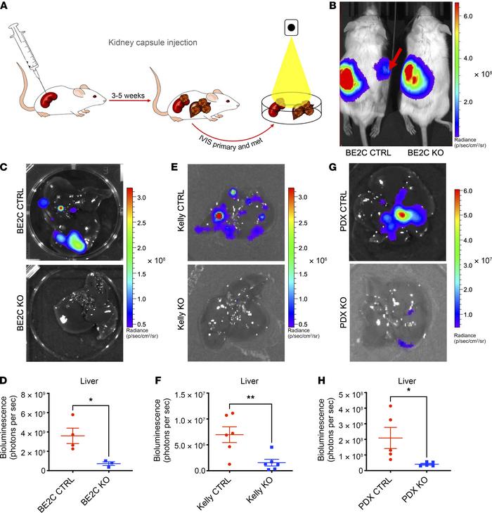 LIN28B mediates metastasis of MYCN-amplified neuroblastoma cells.
(A) Sc...