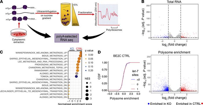 LIN28B alters polysome enrichment and defines a prometastatic transcript...