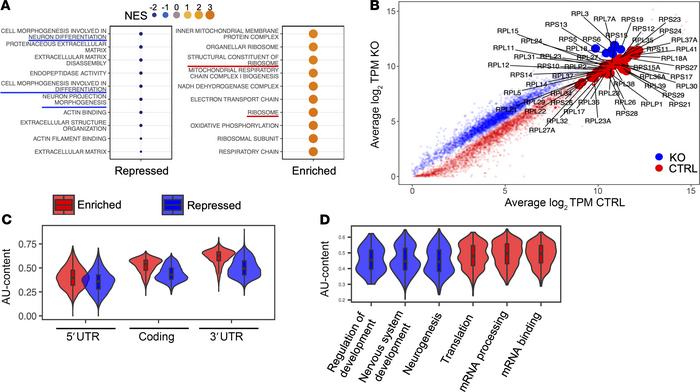 LIN28B induces polysome enrichment of AU-rich transcripts of the ribosom...