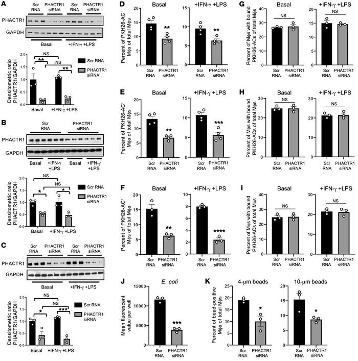 Silencing PHACTR1 in HMDMs decreases efferocytosis and phagocytosis.
HMD...