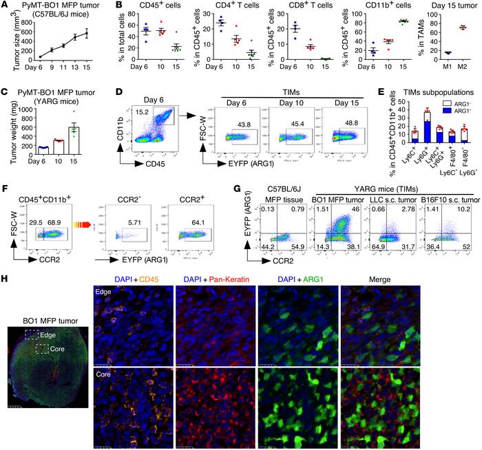 Immunosuppressive ARG1-expressing myeloid cells accumulate in the breast...