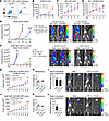 Disruption of tumor cell–produced GM-CSF enhances breast cancer immune ther
