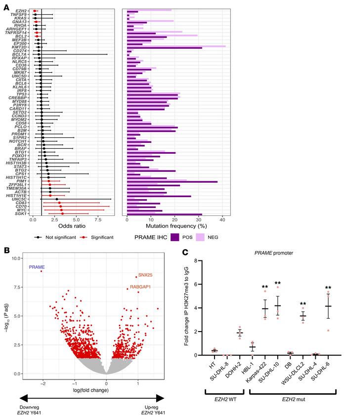 
EZH2 Y641 hotspot mutations are significantly enriched in PRAME-negativ...