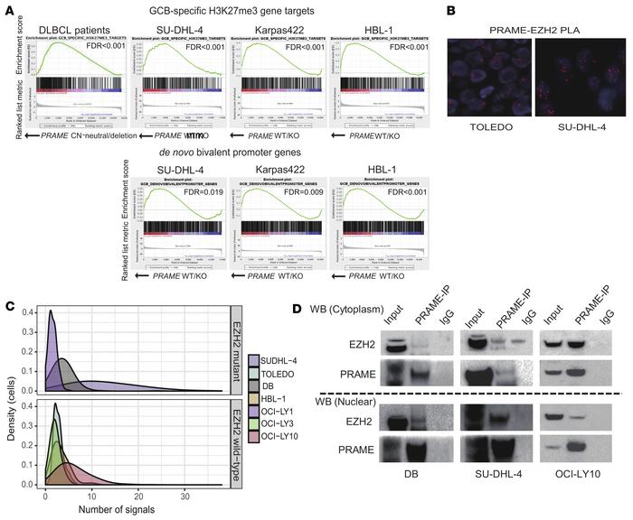 Direct interaction between PRAME and EZH2 and regulated downstream expre...