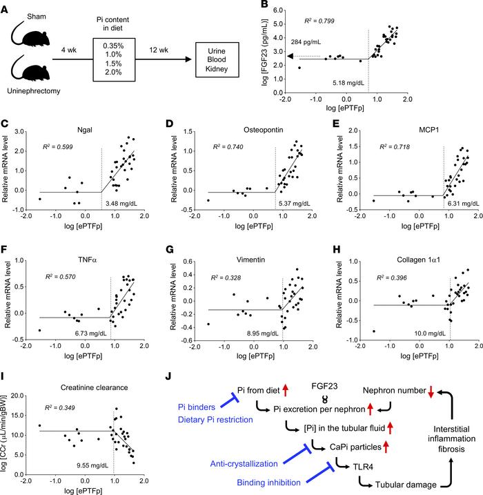 Correlation of ePTFp with serum FGF23 levels and kidney damage in mice.
...