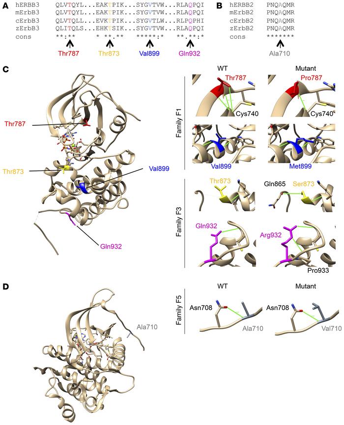 Conservation and 3D analysis of ERBB3 and ERBB2 variants.
(A and B) Cons...