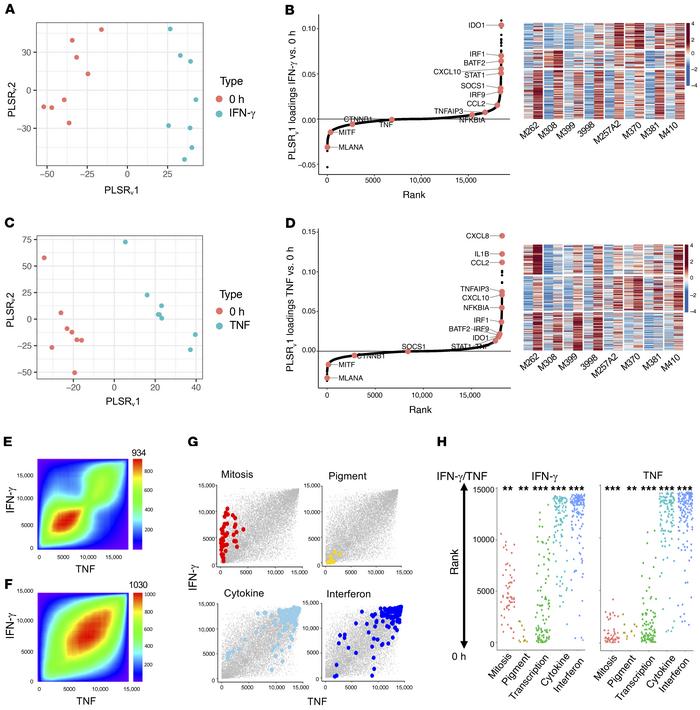 IFN-γ and TNF stimulation induces the expression of common genes across ...