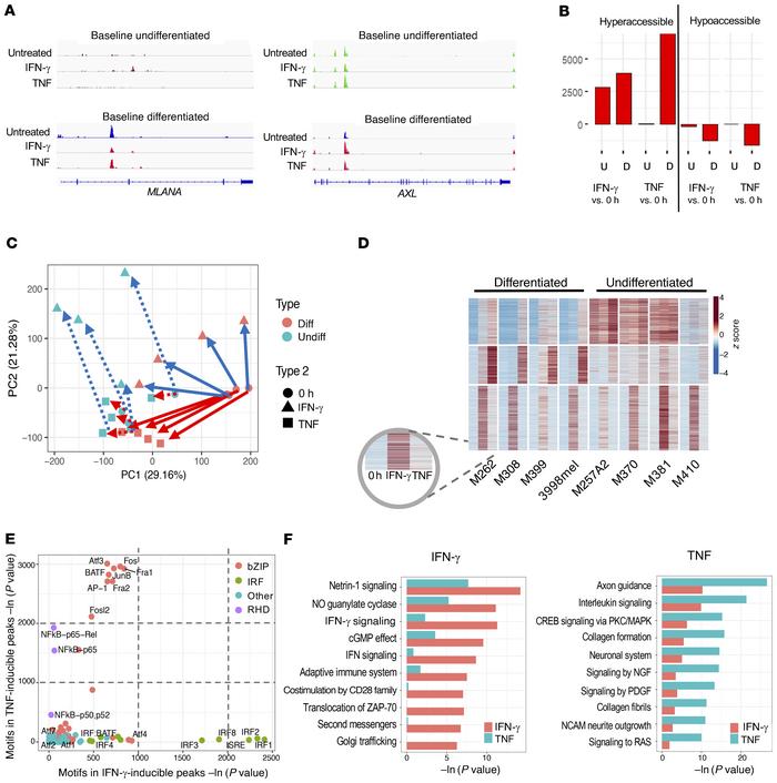 IFN-γ, compared with TNF, alters the chromatin landscape in a stimulus-s...