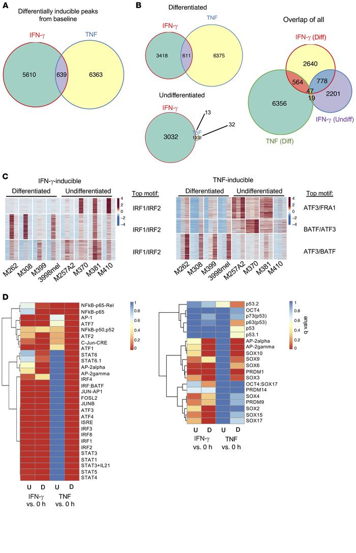 The basal chromatin landscapes of differentiated and undifferentiated li...