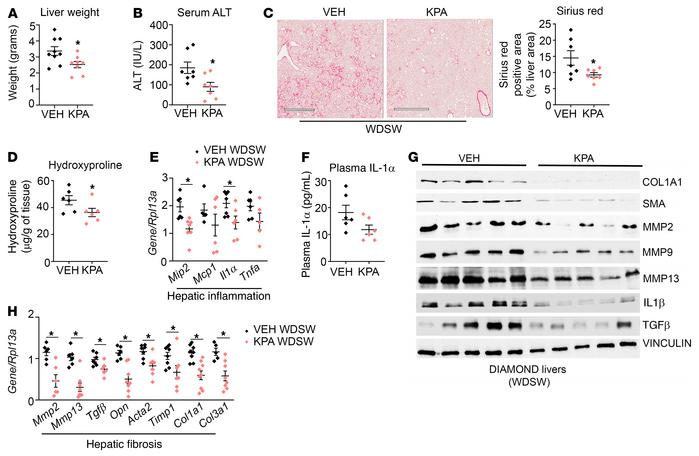 Kisspeptin agonist treatment alleviates NASH in diet-induced animal mode...