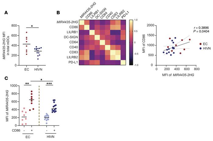 
MIR4435-2HG is expressed in activated mDCs.
(A) The MFIs of MIR4435-2HG...