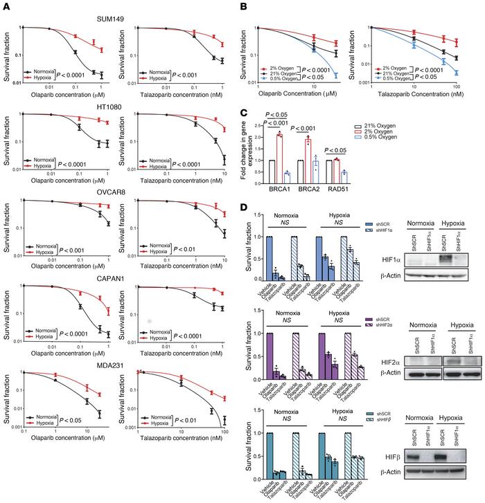 Hypoxia causes resistance to PARPis in an HIF-independent pathway.
(A) C...