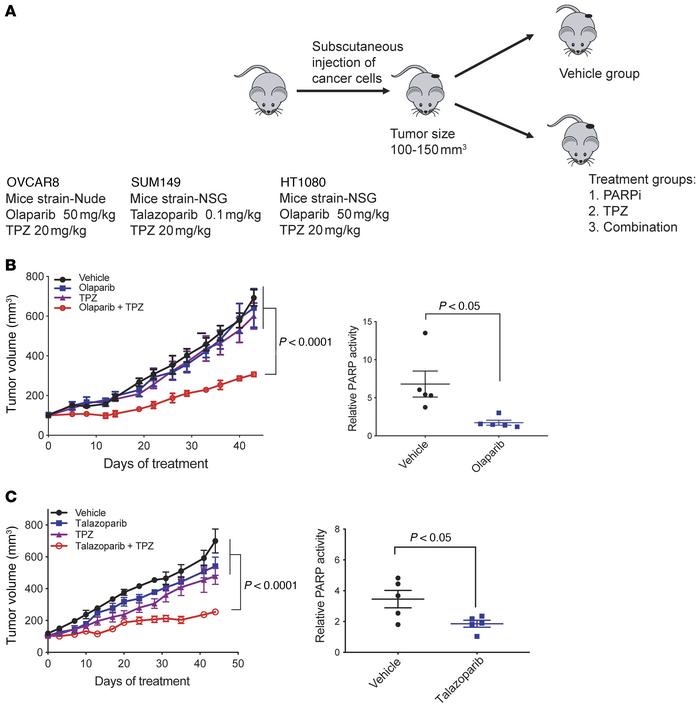 HR-deficient xenografts are sensitive to TPZ and PARPi combination treat...