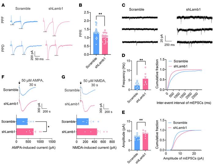 Both presynaptic and postsynaptic mechanisms are involved in the synapti...