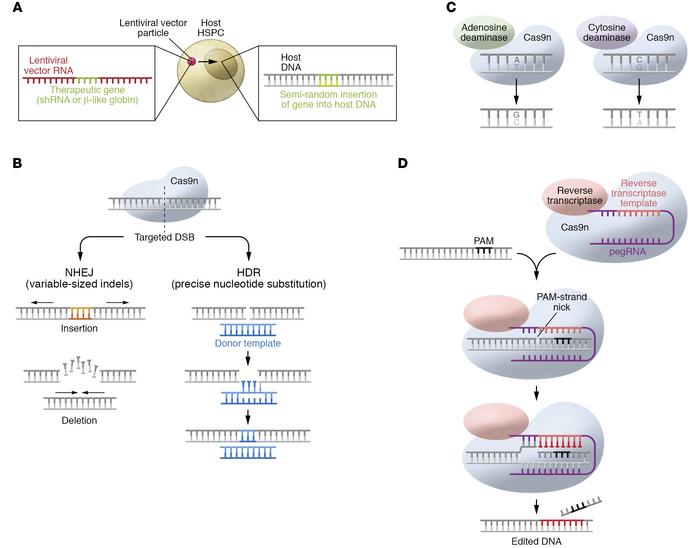 Tools for genetic manipulation of patient CD34+ HSPCs to treat SCD.
(A) ...