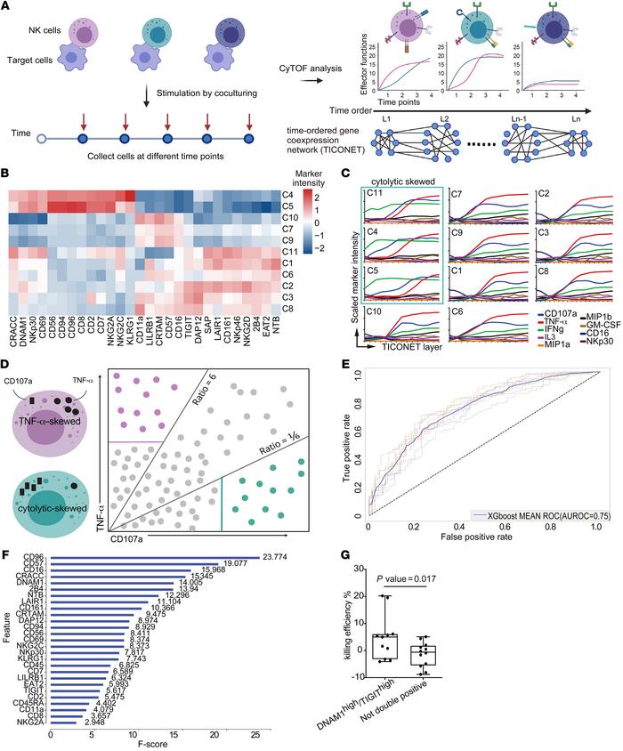 NK cell subsets have distinct kinetics and effector functions in respons...