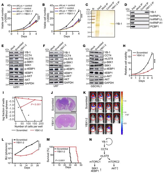 RNA decoy oligonucleotides targeting YB-1 inhibited tumor cell growth in...