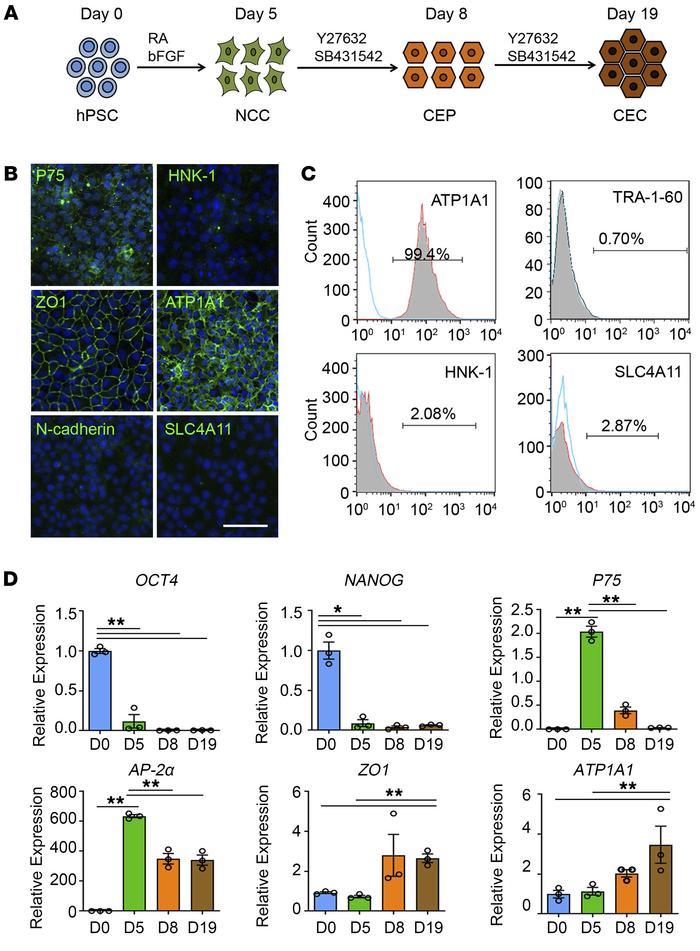 Induction and characterization of corneal endothelial precursors from hE...