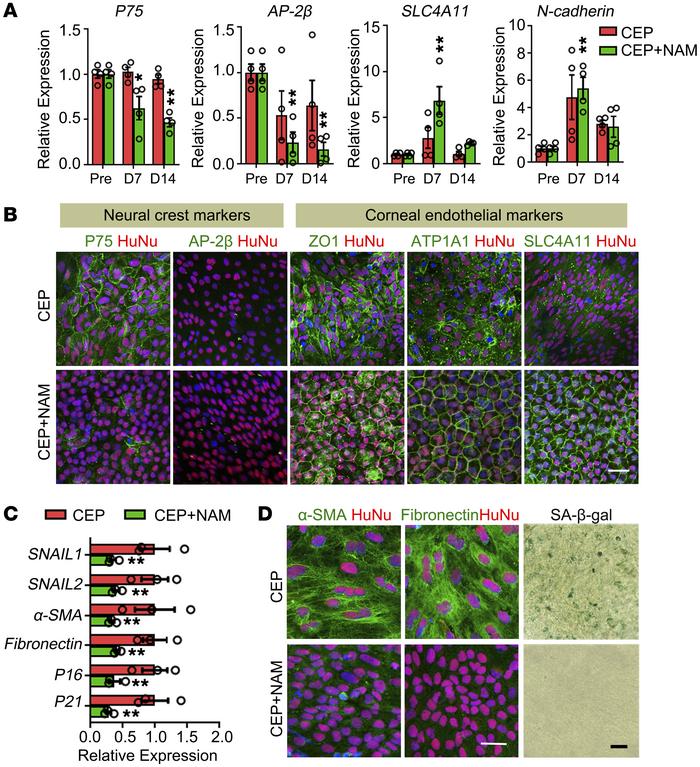 Effects of NAM treatment on transplanted corneal endothelial precursors....
