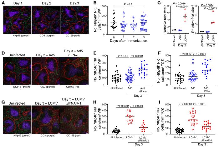 IFN-Is are necessary and sufficient to drive NK cell WP localization.
C5...