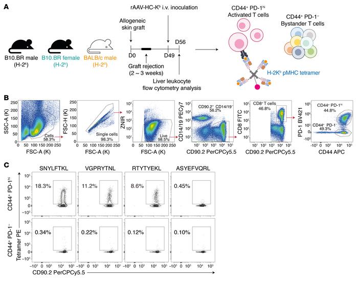 Identification of pMHC epitopes recognized by alloreactive CD8+ T cells....