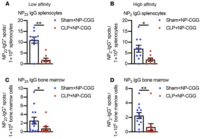 Numbers of NP-specific IgG-secreting PCs are reduced in CLP mice.
Sham a...