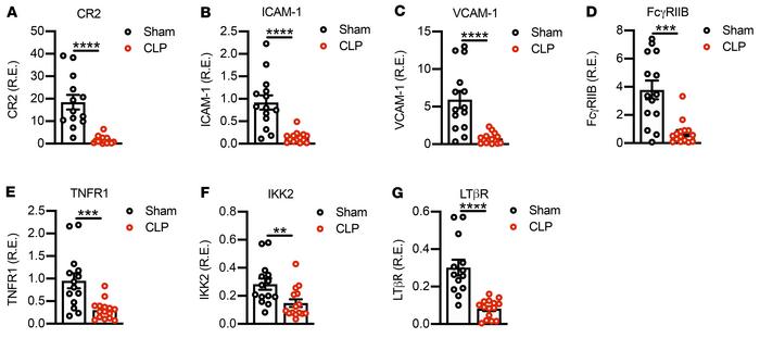 FDC gene expression is altered in CLP mice.
(A) CR2 (n = 13, Sham; n = 1...