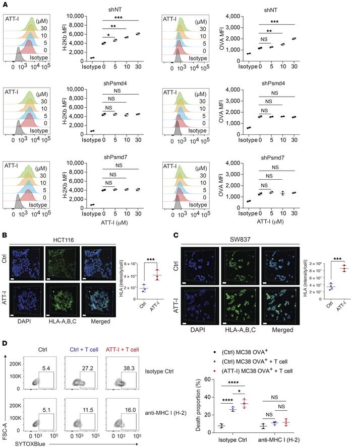 ATT-I enhances antigen presentation on tumor cells.
(A) MFI values of H-...