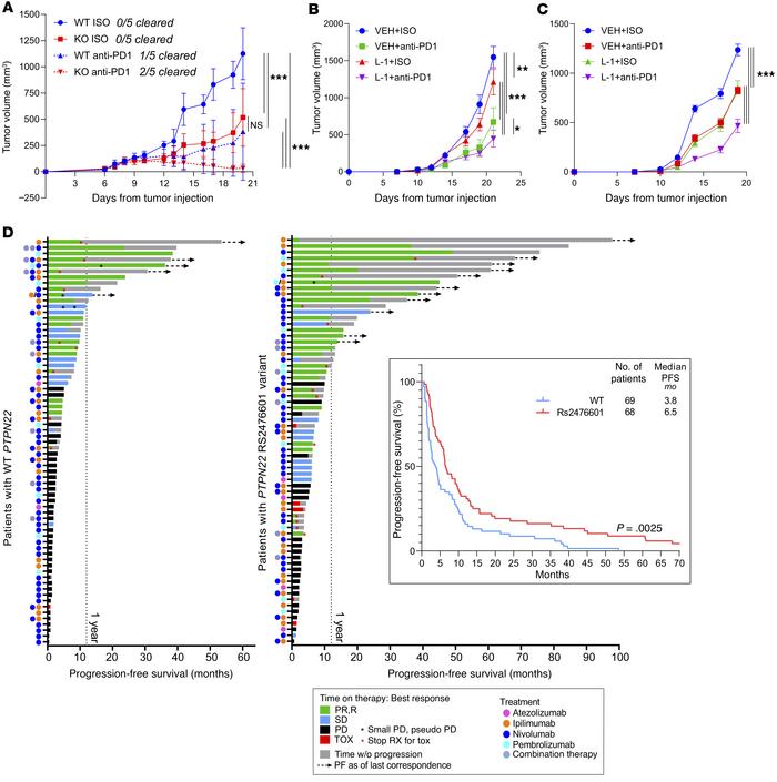 Targeting PTPN22 synergizes anti–PD-1 therapy.
(A) Tumor growth experime...