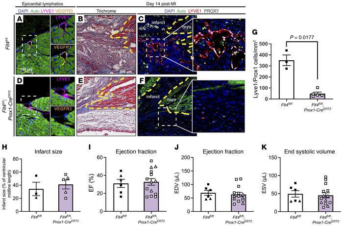 Lymphatic endothelial cell–specific deletion of Flt4 severely reduces ly...