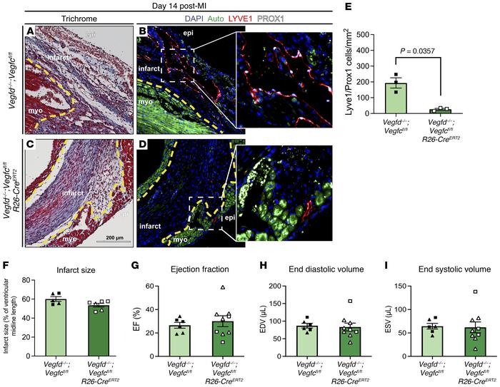 Deletion of the lymphangiogenic VEGF-C and VEGF-D ligands decreases lymp...