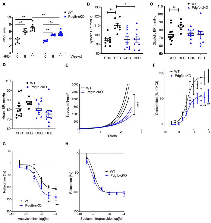 Deletion of Pdgfb in preosteoclasts attenuates HFD-induced vascular stif...