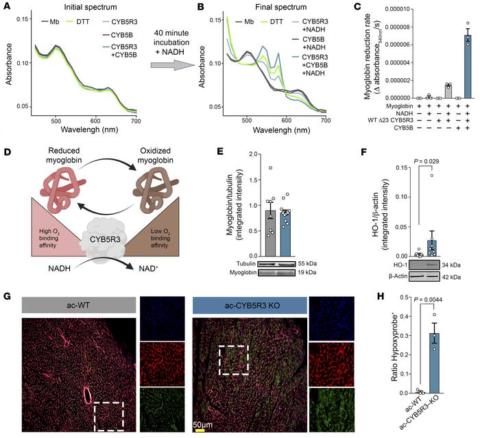 Cardiomyocyte CYB5R3 is critical for myoglobin reduction and maintenance...