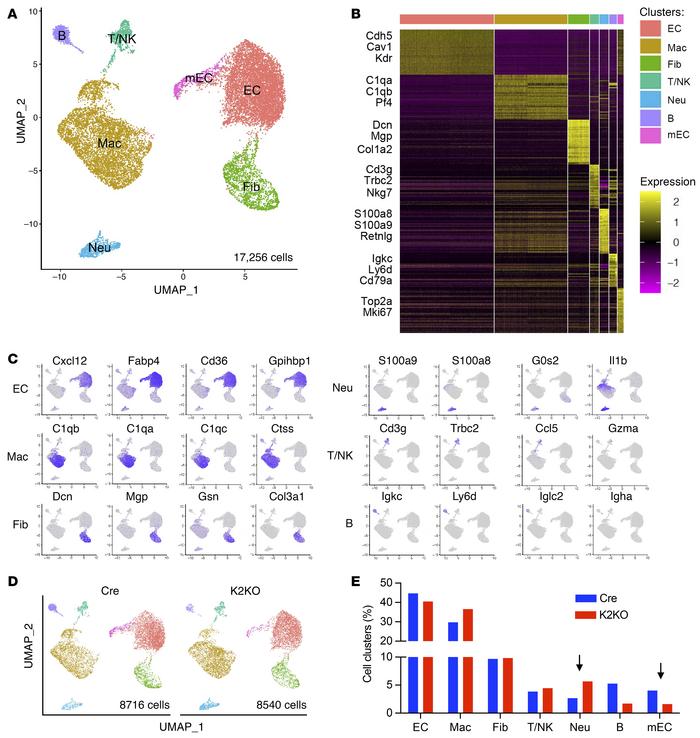 Single-cell RNA-Seq study identifies the major non-cardiomyocyte cell ty...