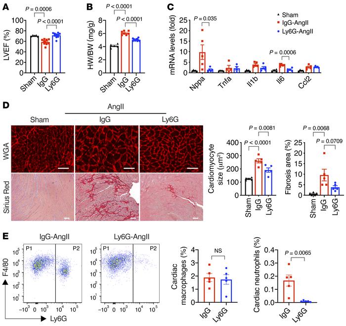 KLF2-deficient neutrophils are critical for AngII-induced cardiac hypert...