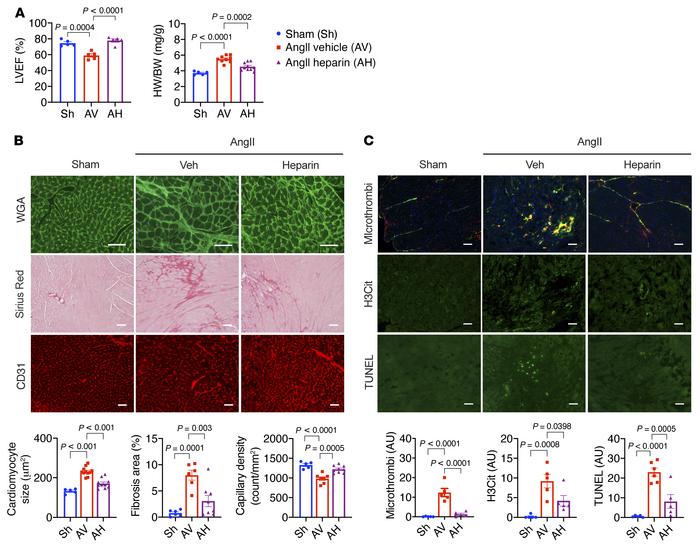 Heparin administration ameliorates AngII-induced cardiac dysfunction in ...
